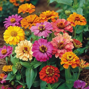 Puede incluir: Una mezcla vibrante de zinnias coloridas en tonos de rosa, naranja, amarillo y rojo. Las flores están floreciendo en un entorno de jardín con follaje verde.
