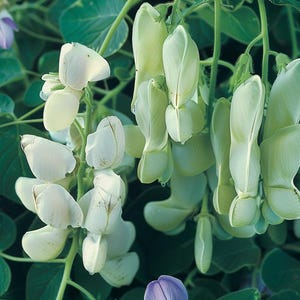 Organic Broad Bean Seeds Vicia Faba Fava Legume for Garden and Culinary Use