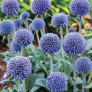 Può includere: Primo piano di un gruppo di cardi blu in fiore. I fiori sono rotondi e spinosi, di colore blu chiaro. I fiori crescono in un giardino.