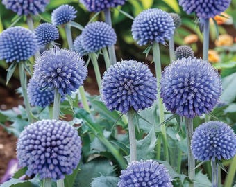 Semillas de cardo globo azul Echinops ritro Flor silvestre perenne ornamental azul para jardín