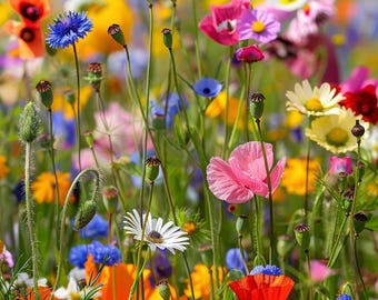 Mistura de sementes de flores silvestres para beira de estrada: vibrante e amiga dos polinizadores.
