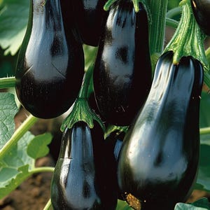 Puede incluir: Primer plano de varias berenjenas de color morado oscuro colgando de una vid. Las berenjenas son lisas y brillantes, con una forma ligeramente alargada.