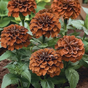Tangerine Marigold Seeds Tagetes patula African Marigold Garden Outdoor Ornamental Flower Hardy