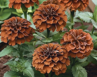 May include: Close-up of a cluster of brown Zinnia flowers with green leaves. The flowers have a ruffled appearance and are in full bloom.