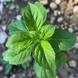 Basilicumzaden met groot blad Ocimum basilicum Culinair aromatisch kruid voor binnen en buiten
