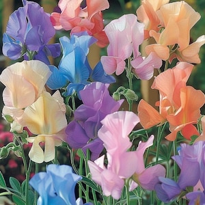 Organic Sweet Pea Seeds Lathyrus Odoratus Spencer Climbing Aromatic Garden Flowers