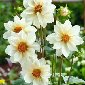 白いひまわりの種 Helianthus Annuus Blanc 枝分かれした品種 庭 屋内 屋外用