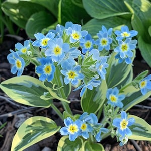 Vergissmeinnicht-Samen Myosotis alpestris Blaue Blumen Garten Ziersamen Indoor Outdoor
