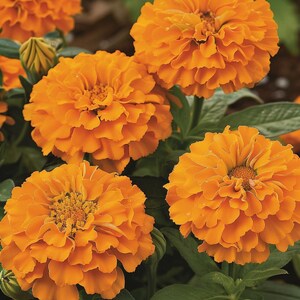 May include: Close-up of four orange marigold flowers in bloom. The flowers have a ruffled appearance and are in full bloom.