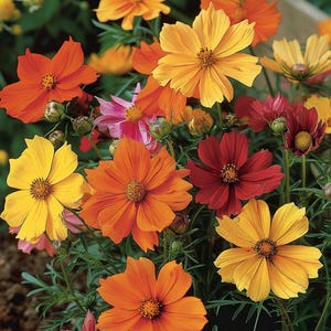 Organic Cosmos Flower Seeds Cosmos Sulphureus Bright Lights Mixed Garden Annuals Colorful