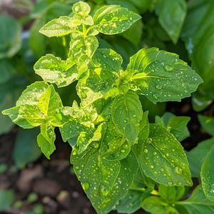 Grootbladige basilicumzaden Ocimum Basilicum Aromatisch kruid voor culinaire tuin Binnen Buiten