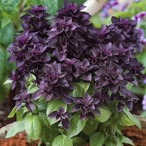 Organic Purple Basil Seeds Ocimum Basilicum Culinary Aromatic Herb for Garden Indoor Outdoor Container Flowering Plant Easy to