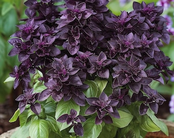 Semillas de albahaca morada orgánica Ocimum Basilicum Hierba aromática culinaria para jardín Interior Exterior Contenedor Planta con flores Fácil de