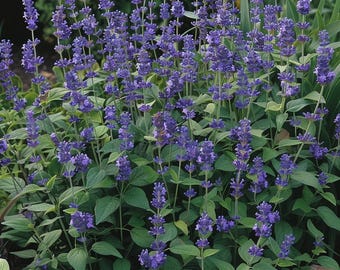 Lavendelfrön Lavandula Angustifolia Aromatisk medicinalört för trädgård inomhus utomhus