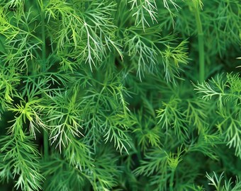 Organiska dillfrön Anethum graveolens Kulinarisk aromatisk ört för trädgård inomhus utomhusplantering