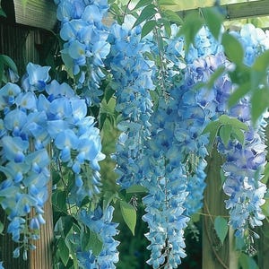 Blaue Glyzinie Samen Glyzinien Sinensis Kletternde Zierblume für Garten Pergola im Freien