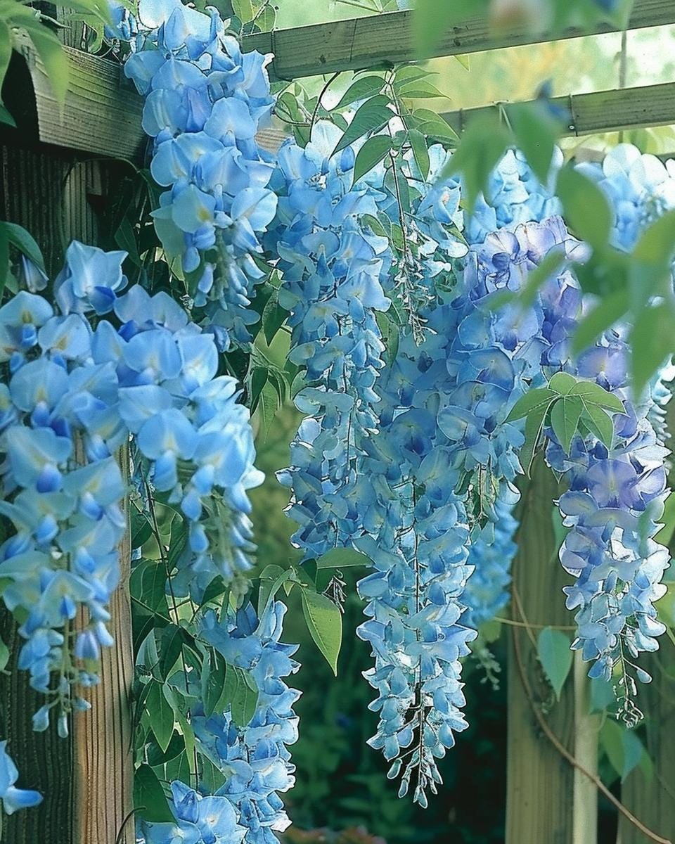 Wisteria seeds - Etsy sterreich