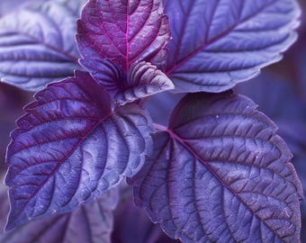 Grüne Perilla/Shiso (Perilla frutescens) ca. 200 Samen Grüne Perilla/Shiso (Perilla frutescens) ca. 200 Samen