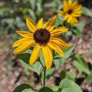 ヒマワリの種 Helianthus Annuus Zonnebloem 半丈一年草 屋外ガーデン用 カラフル