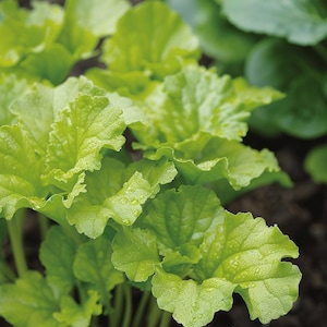 Mustard Green Seeds Brassica juncea Mustard Greens Spicy Culinary Aromatic Garden Herb Indoor