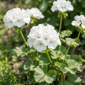Könnte beinhalten: Nahaufnahme von weißen Geranienblüten in voller Blüte. Die Blüten sind dicht gedrängt, mit mehreren Blütenblättern. Die grünen Blätter sind groß und abgerundet. Der Hintergrund ist verschwommen, mit Andeutungen von grünem Gras und Sonnenlicht.