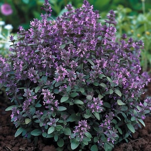 May include: A close-up of a purple flowering plant with green leaves. The plant is in bloom and has many small purple flowers.