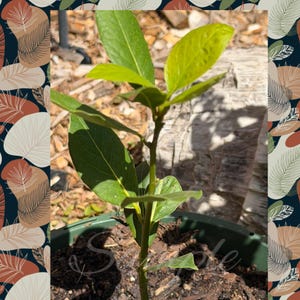 May include: A young bay laurel plant with smooth, dark green, oval-shaped leaves growing from a central woody stem. The plant is potted in a dark green plastic container filled with dark brown soil and wood chip mulch, illuminated by bright sunlight.