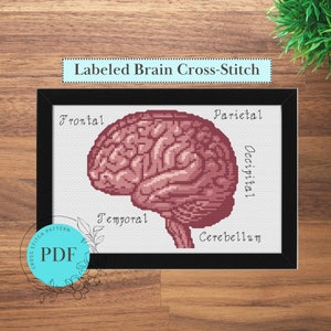 Brain Anatomy Cross Stitch Pattern (Instant PDF Download), Side View Realistic Pattern with Brain Lobes Labeled, Easy Cross Stitch