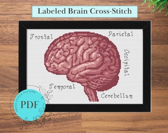 Brain Anatomy Cross Stitch Pattern (Instant PDF Download), Side View Realistic Pattern with Brain Lobes Labeled, Easy Cross Stitch