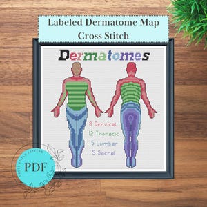 Dermatoomkaart anatomisch kruissteekpatroon (directe pdf-download), dokterscadeau, leraar cadeau, eenvoudige dermatoomkaart kruissteekkunst