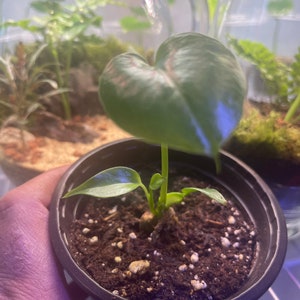 Plants, terrariums