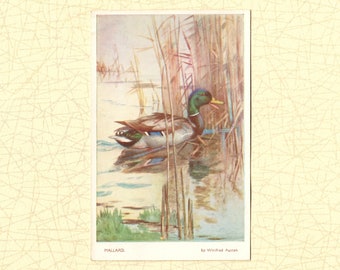 Winifred Austen briefkaart | Wilde eend briefkaart | Vintage vogelbriefkaart uit de jaren 1950 | Valentijnsdag briefkaart