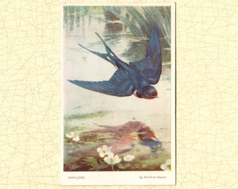 Winifred Austen Postcard | Swallow Postcard | 1950s Vintage Bird Postcard | Valentines Postcard