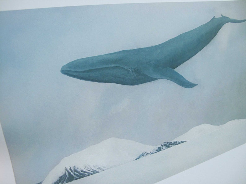 Rest, Blue Whale 11x14 Art Print image 4