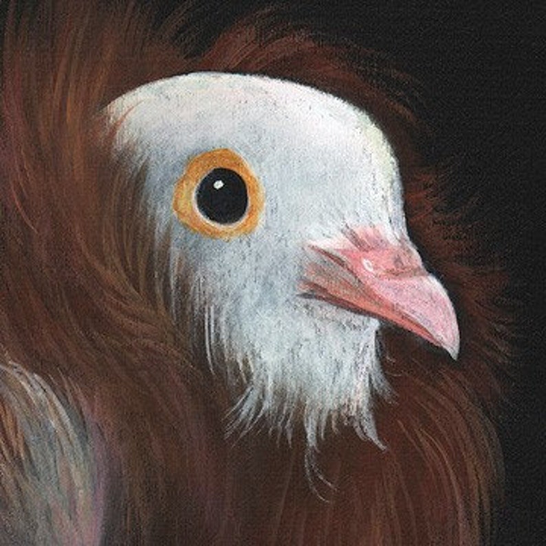 Fancy Pigeon art print image 2