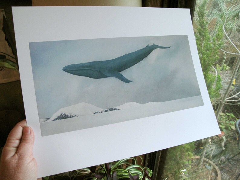 Rest, Blue Whale 11x14 Art Print image 5