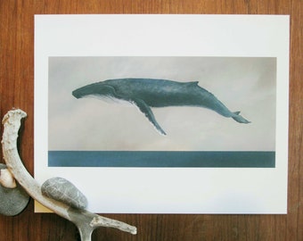 Descend, Humpback Whale - 11x14 Art Print