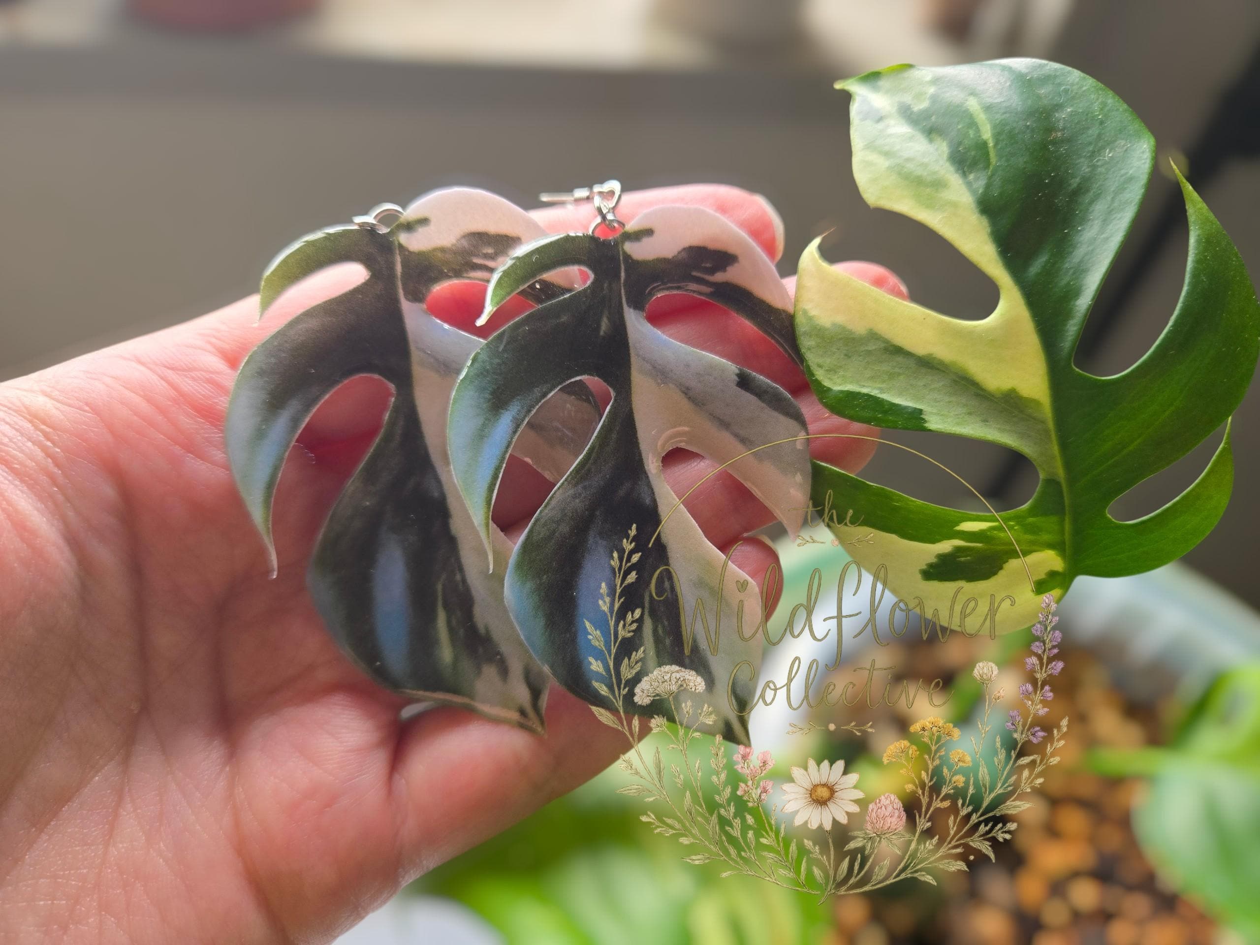 Variegated rhaphidophora - Etsy 日本