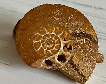 Fossil Ammonite Clip for Hair, Hat or Scarf