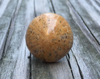 Sea Biscuit Statement Ring, Tan Fossil Sanddollar, Adjustable Gunmetal Band