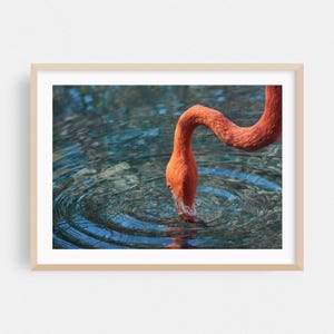 Flamingo Print, Wildlife Wall Art, Bird Framed Art, Nature Home Decor, Aquatic Poster, Water Fine Art, Animal, Photography