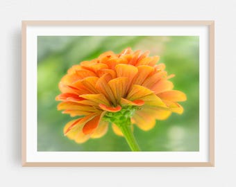 Blumenbild, Blumen Wandbild, Botanische gerahmte Kunst, Natur Wohnkultur, Garten Poster, Landschaftsbild, Fine Art, Sommer, Fotografie, orange Zinnia