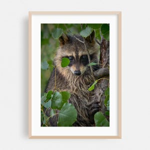 Wildlife print, kunst aan de muur dieren, natuur ingelijste kunst, decor bos, bos poster, mystieke beeldende kunst, fotografie, jonge wasbeer