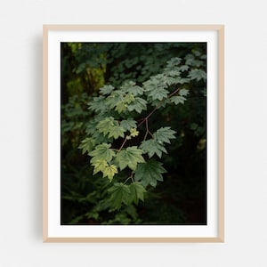 Port Angeles Print, Washington Wandkunst, Botanische gerahmte Kunst, Natur, Wald Poster, Waldland Fine Art, Landschaftlich