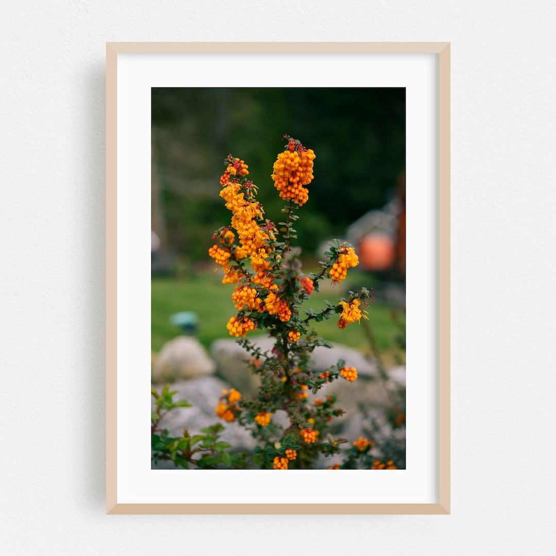 Flowers Print, Botanical Wall Art, Nature Framed Art, Floral Home Decor ...