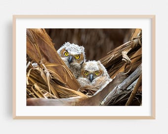 Wildlife print, kunst aan de muur vogel, ingelijste dieren kunst, decor natuur, bosposter, bosposter, bos kunst, fotografie, grote gehoornde uil kuikens