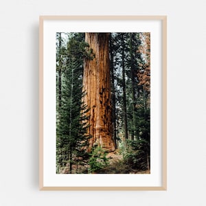 Impresión de California, Arte mural forestal, Arte enmarcado de naturaleza, Decoración del hogar con bosques, Póster de naturaleza, Bellas artes escénicas, Otoño, Bosques, Fotografía