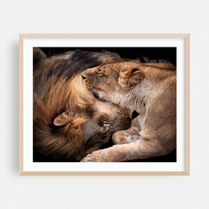 Wildlife Print, Animal Wall Art, Nature Framed Art, Portrait Home Decor, Photography Poster, The Lions Fine Art