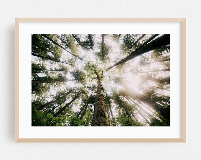 Out of the Forest Print 24 X 19.5cm main image 0