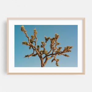 Joshua Baum Druck, Kalifornien Wandkunst, Wüste gerahmte Kunst, Natur Wohnkultur, Kaktus Poster, Landschaft Fine Art, Mond, minimalistisch, landschaftlich
